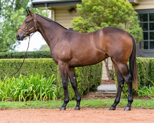 $1.4million Inglis Easter purchase Dancing Alone.