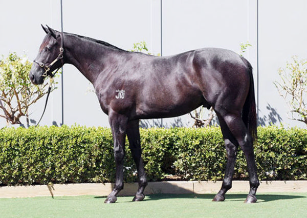 $70,000 D'Argento filly from Soiree Girl bought from Inglis Premier. 