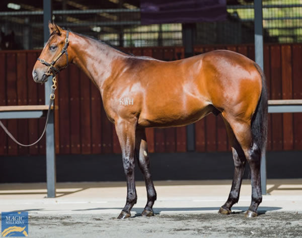 Dark Arts was a $600,000 Magic Millions yearling purchase.