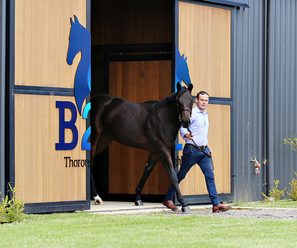 Darren McKay is excited to present Lot 404, Fastnet Rock filly from Savanna Amour.