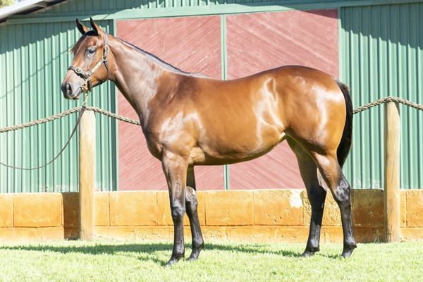 Daryte was a $55,000 Magic Millions Perth purchase.
