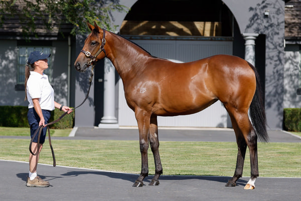 Dashing Dixie was a $340,000 Karaka Book 1 purchase.