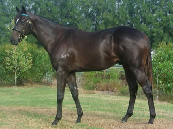 Givenchy was a $245,000 Inglis Premier yearling. 