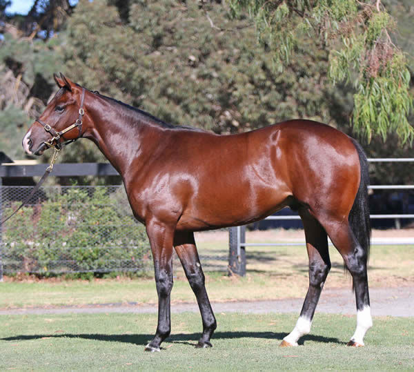 Dawn Passage was a $150,000 Inglis Premier Yearling