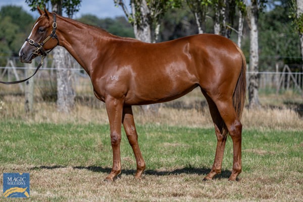 Daytona Diva was a $40,000 MM Tasmania Yearling purchase.