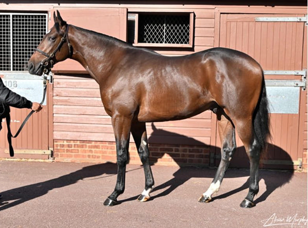Daytona was a 500,000 guinea purchase from Tattersalls Book 1 Yearling Sale.