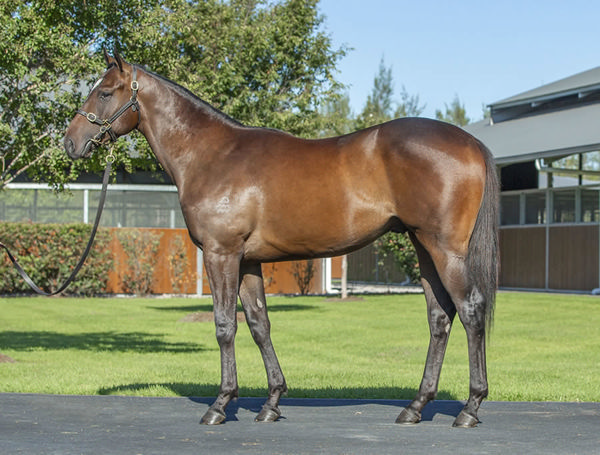Decorum was a $550,000 Inglis Easter purchase.