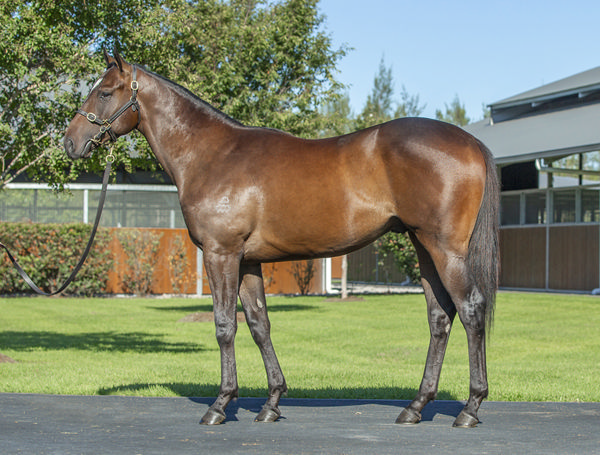 Decorum Was A $550,000 Inglis Easter Purchase By TFI From Arrowfield Stud's Draft