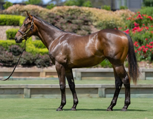 Deep Affection was a $20,000 Inglis Classic purchase.