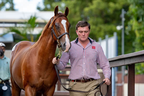 $1million Deep Field colt from Capital Commander sold by Newgate.
