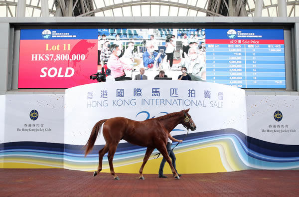 Denfield was the highest priced horse at last year's HK International Sale.