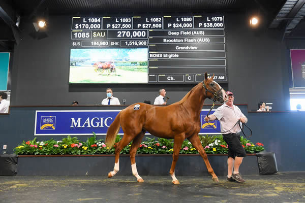 Book 2 sale-topper, $270,000 Deep Field colt from Brookton Flash.