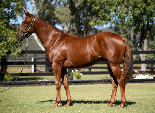 $135,000 Deep Field colt from Danica.