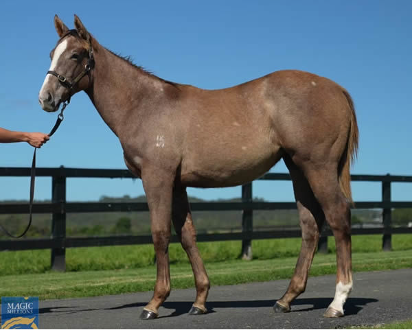 $200,000 Deep Field filly from Our Crown Mistress as a weanling.