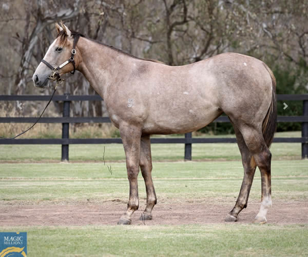 $650,000 Deep Field filly from Our Crown Mistress.