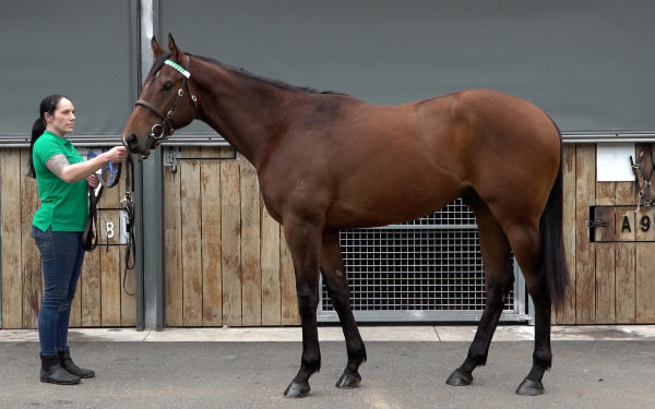 $750,000 Deep Field colt from Sheer Pleasure.