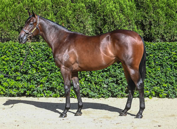 $750,000 Deep Field colt from The Soloist