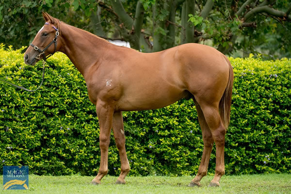 The half-brother to unbeaten Alpine View by Deep Field to be sold at the Magic Millions Gold Coast