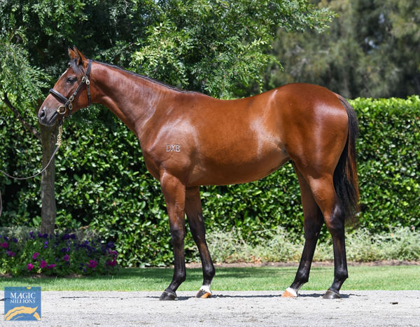 Deep Field x Almanee yearling filly