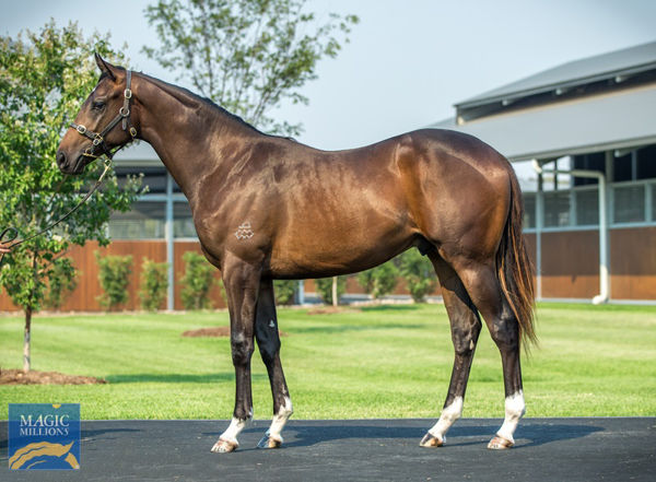 What price this Deep Impact colt at the Magic Millions?