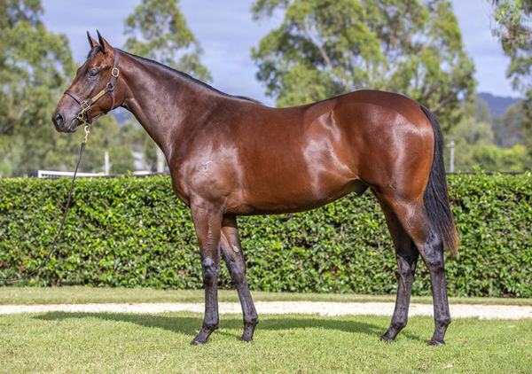 Defensemen was a $1.4million Inglis easter purchase from Yarraman Park.