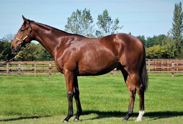 Desert Crown as a yearling.