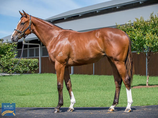 Desiah a $100,000 Magic Millions yearling