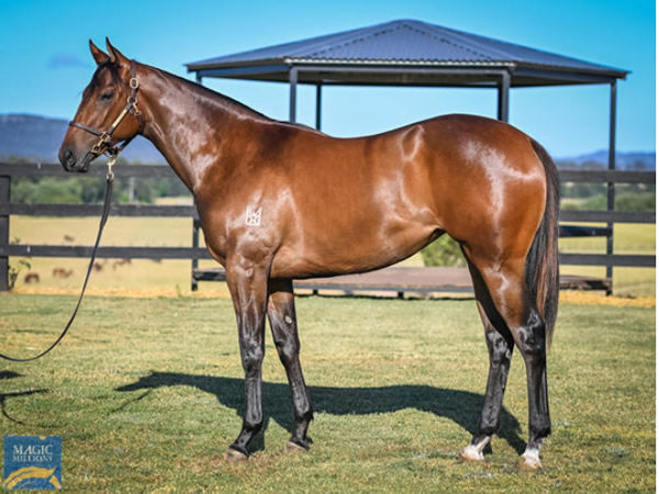 Devine Force was a $100,000 Magic Millions yearling purchase.