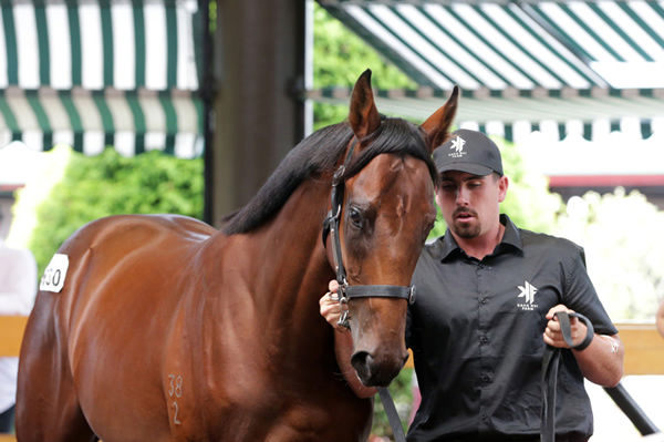 Lot 630, the Deep Field colt from the draft of Kaha Nui Farm will head to Hong Kong after being purchased by Jamie Richards. Photo: Trish Dunell