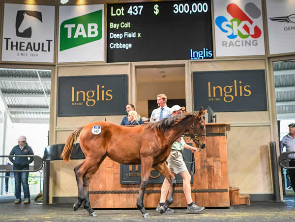 $300,000 Deep field colt was the top lot on Tuesday.