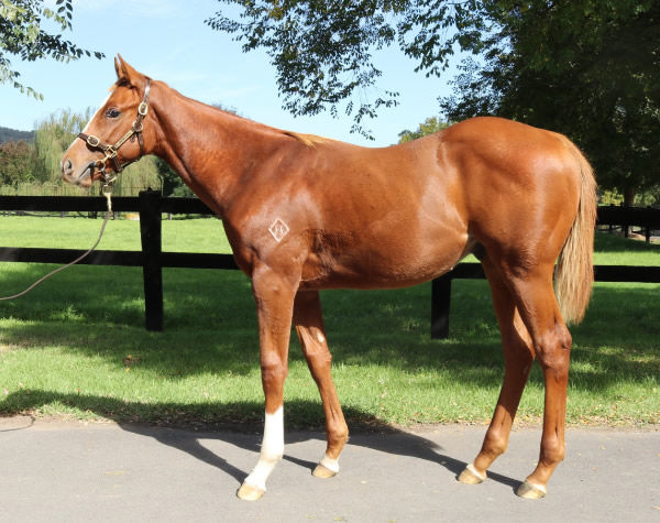 Deep Field colt from Keeping Score as a weanling.