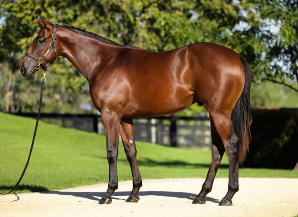 Deep Field colt from Sheer Pleasure (USA) looked like this as a yearling selling for $260,000.