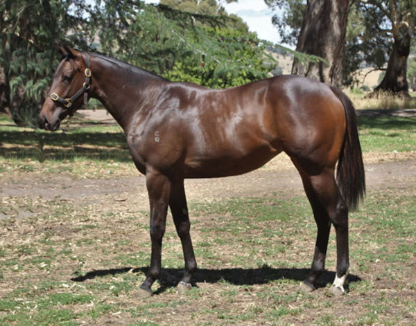 Diamond City was bought for $120,000 at Inglis Premier.