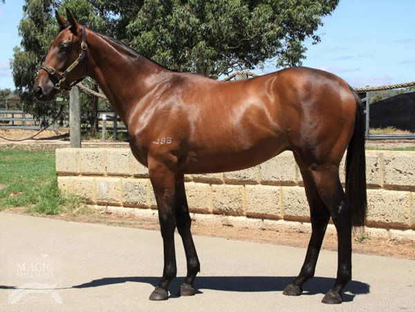 Divine Shadow a $30,000 Perth MM yearling
