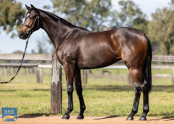 Do It La failed to make her $50,000 reserve at the National Yearling Sale