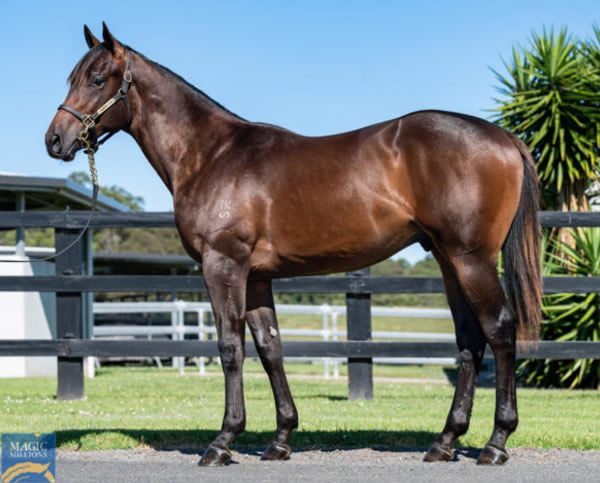 Dom was a $300,000 Magic Millions purchase.