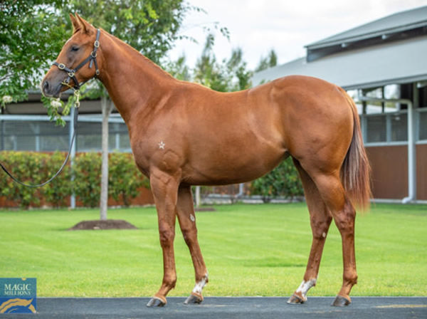 Dominetta was a $500,000 Magic Millions purchase.