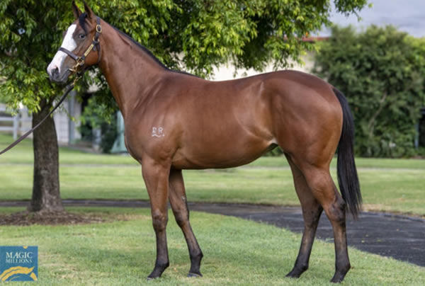 Don't Cha Wish was a $100,000 MM Gold Coast March purchase.
