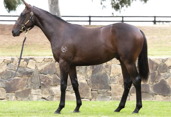 Consigned for his breeders by Twin Hills Stud, Doradus left the ring unsold as a yearling.