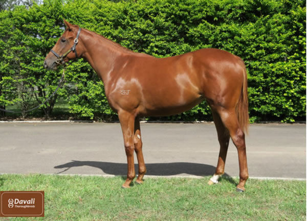 Dorothy Gail was a $190,000 Inglis Classic purchase for Tricolours Racing.