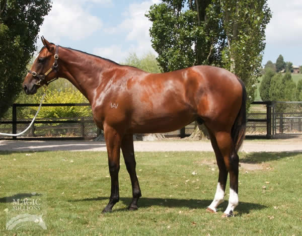 Double You Tee a $115,000 Tasmanian Yearling Sale topper