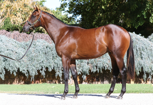 $320,000 Doubtand colt from Granada Star.