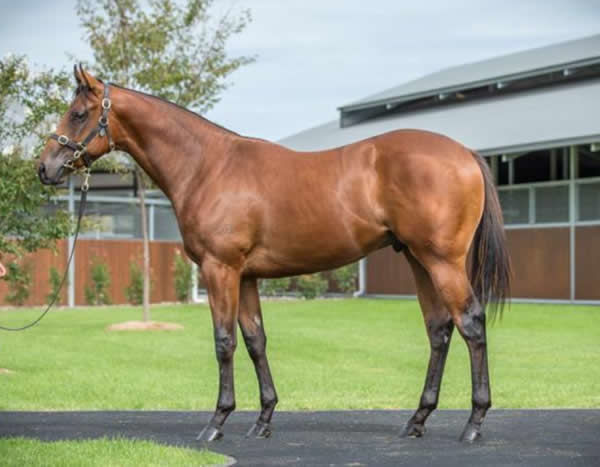 Doubtland was a  $1.1million Inglis Easter yearling