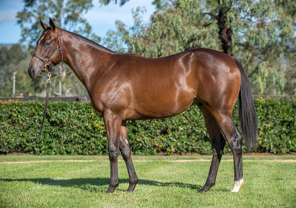 Doull a $1.2million Inglis Easter yearling
