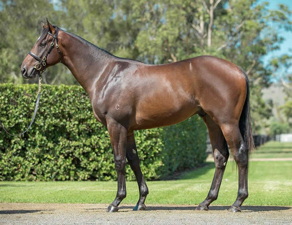 Dragon Leap a $1,050,000 Inglis Easter yearling