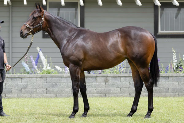 Dream Roca was a $75,000 Karaka Book 2 purchase from Westbury Stud