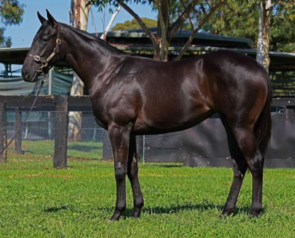 Dream Smart was a $60,000 Inglis Classic purchase.