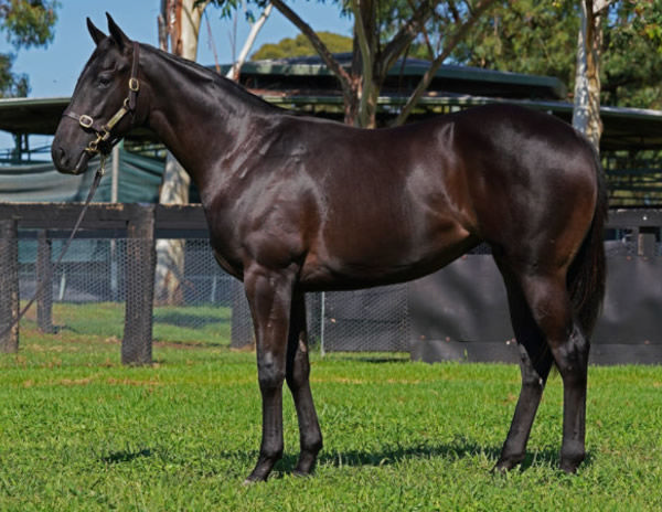 Dream Smart was a $60,000 Inglis Classic purchase.