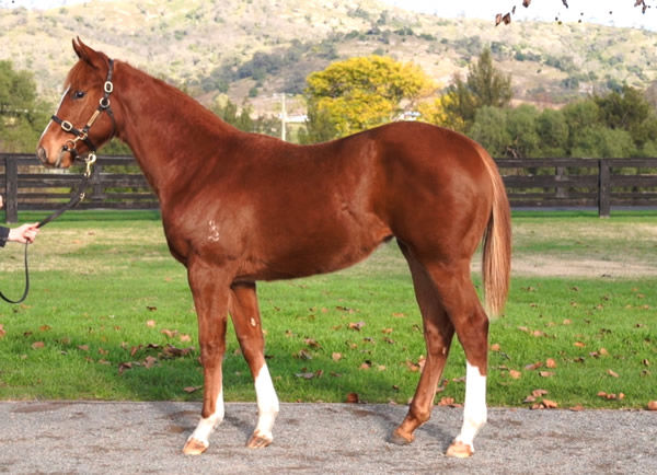 Drisana was a $125,000 Inglis Weanling purchase.