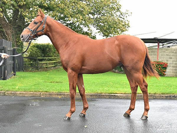 Dubawi colt from Fadhayyil